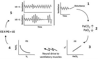 Inherent vs. Induced Loop Gain Abnormalities in Obstructive Sleep Apnea